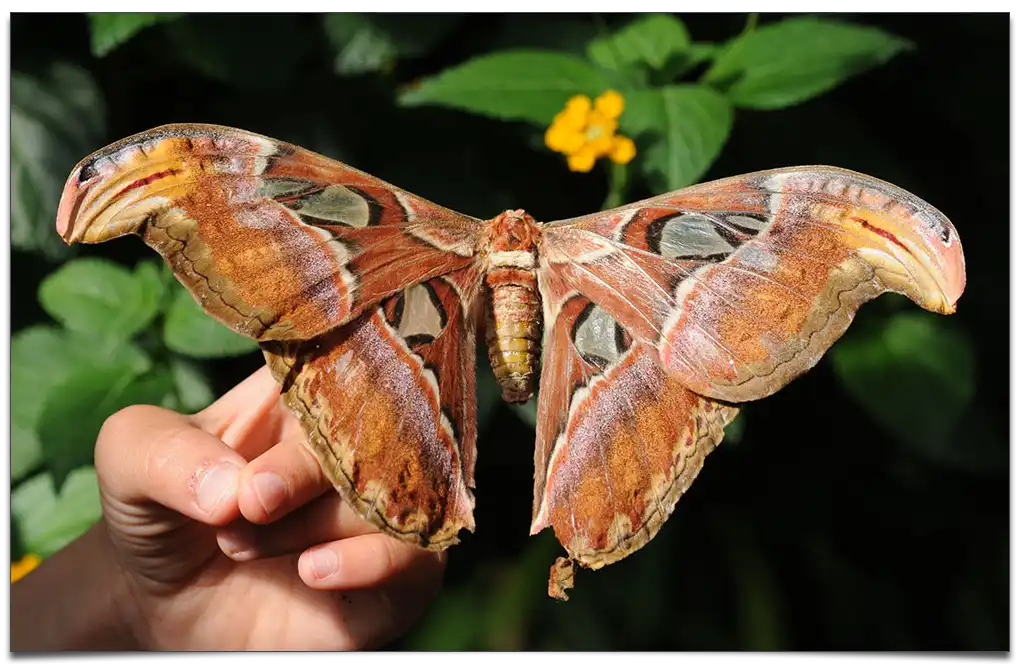 największa powierzchnia skrzydeł motyla
