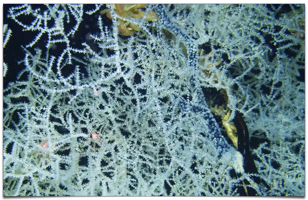najdłużej żyjący koralowiec