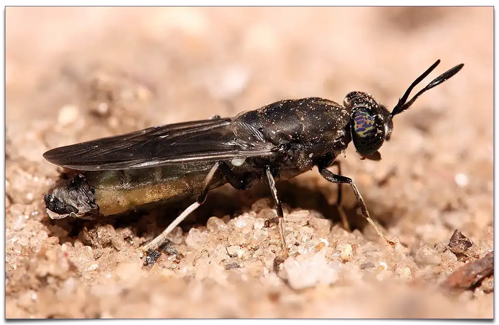 najstarsza skamieniałość larwy muchówki