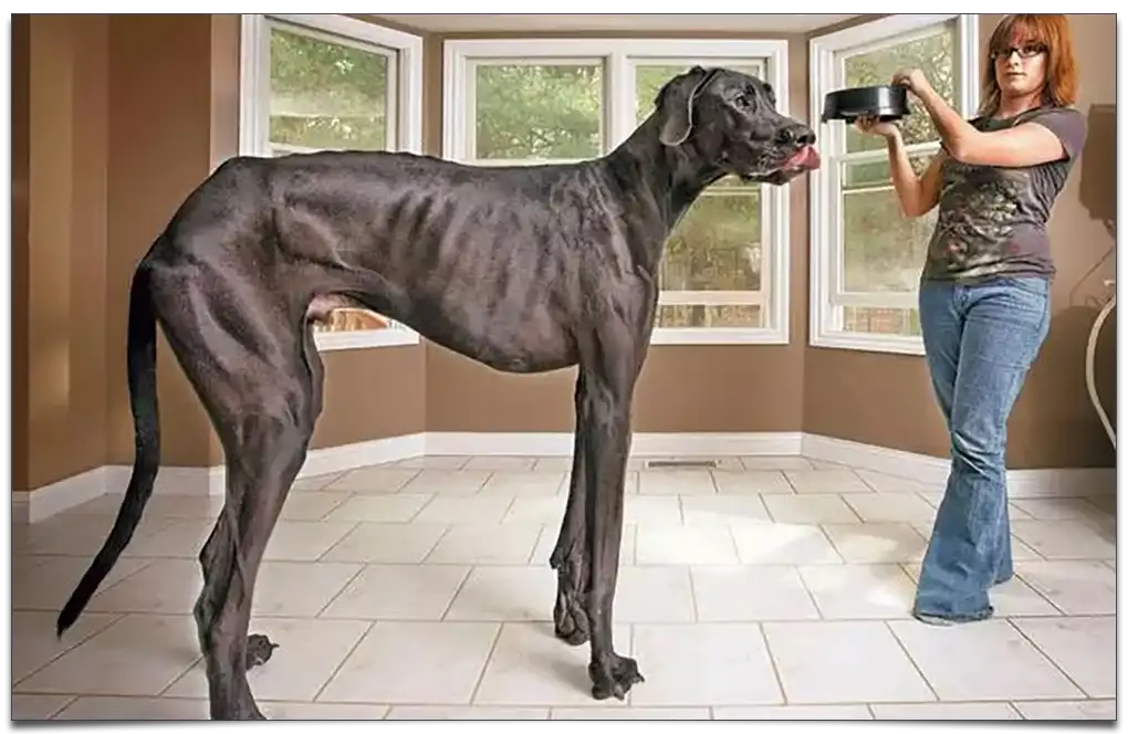 największy pies świata w historii
