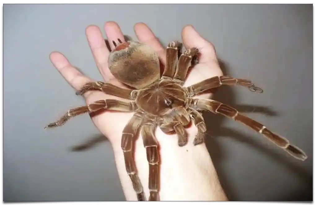 największy pająk na świecie