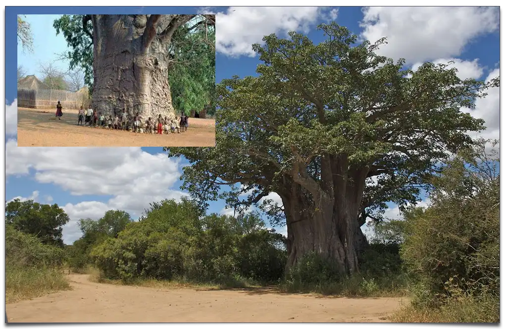 najgrubszy baobab