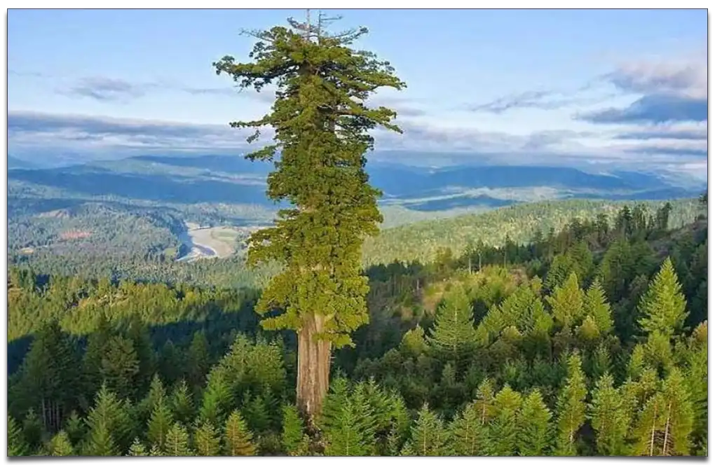 najwyższe drzewo na świecie